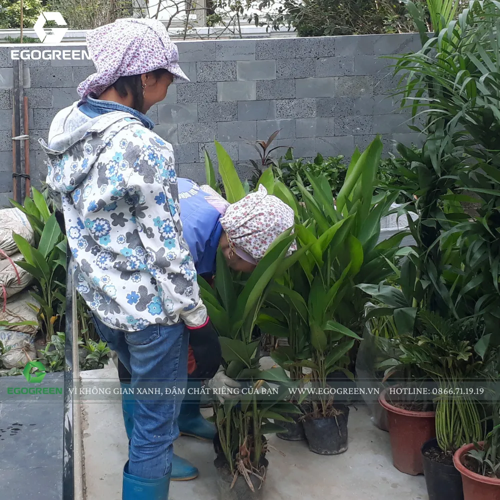 Chúng tôi lựa chọn giống cây tốt nhất từ làng nghề hơn 800 năm